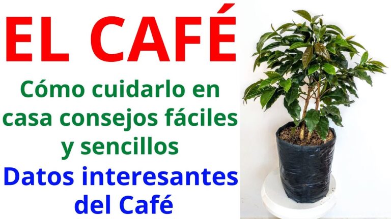 Cuidados Esenciales para Tu Planta de Café en Maceta