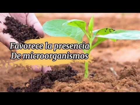 Estiércol de Caballo: El Mejor Aliado para Cultivar Tomates