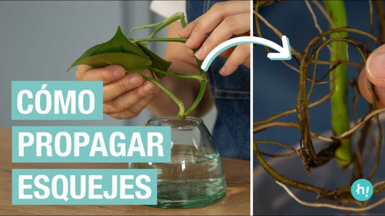Guía para hacer esquejes de potos: Consejos prácticos