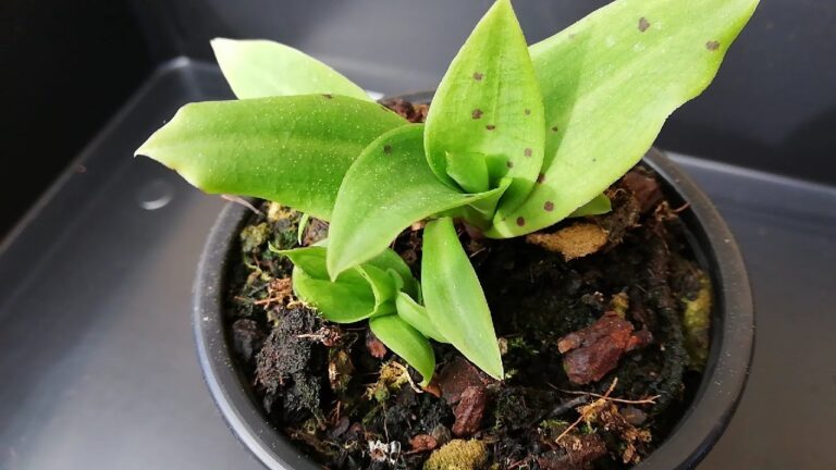 D&oacute;nde comprar tierra para orqu&iacute;deas: Gu&iacute;a completa