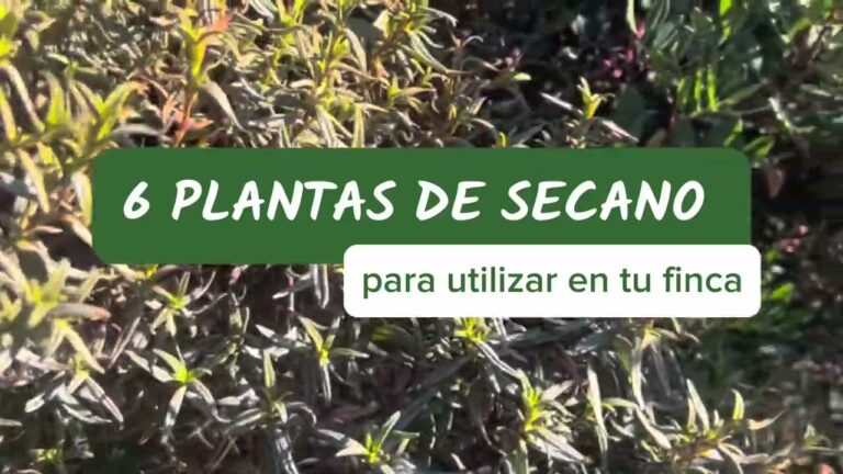 Arbustos Perennes: Belleza Resistente al Sol