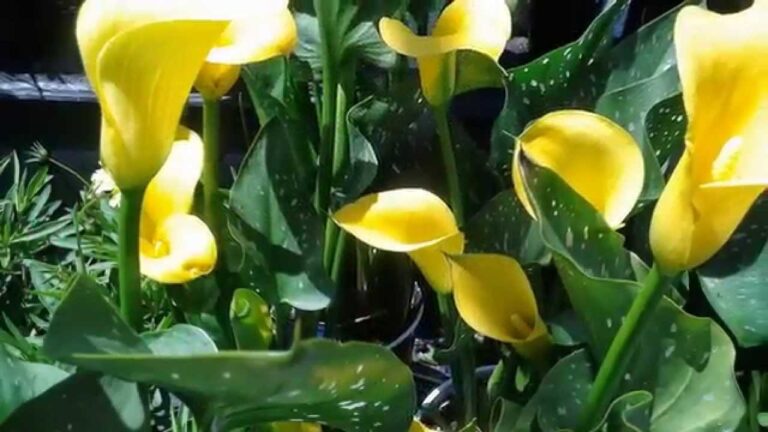 Descubre los Tipos de Flores M&aacute;s Bellas