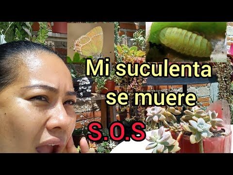 C&oacute;mo eliminar gusanos bolitas negras de las plantas