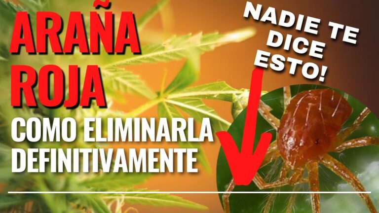S&iacute;ntomas de la Ara&ntilde;a Roja: Identificaci&oacute;n y Prevenci&oacute;n
