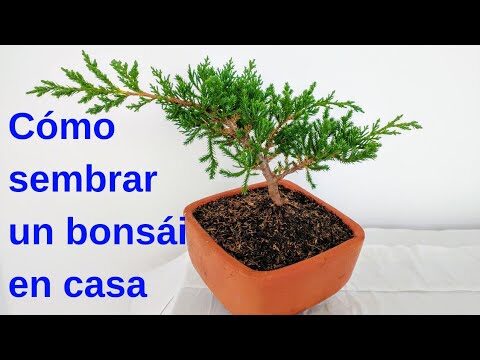 Guía Práctica para Plantar un Bonsái