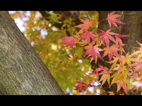 Descubre el Arce Japonés Taylor: Belleza en tu Jardín