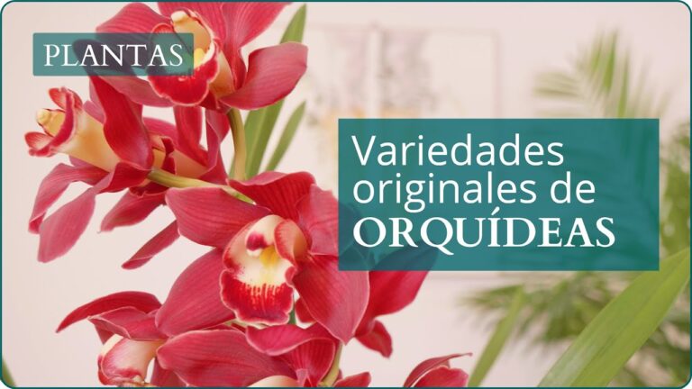 Tipos de orquídeas para exteriores