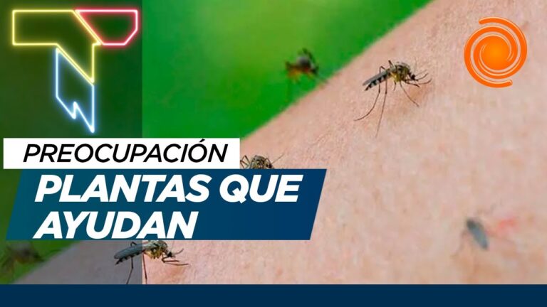 Remedios naturales contra los mosquitos