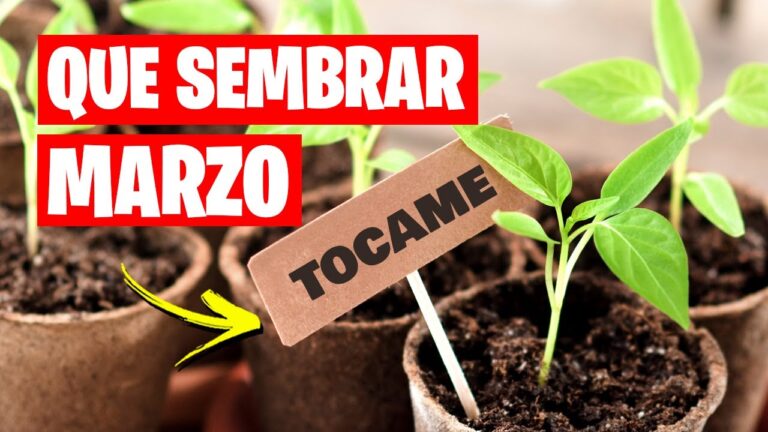 Guía de cultivos: qué se siembra en marzo
