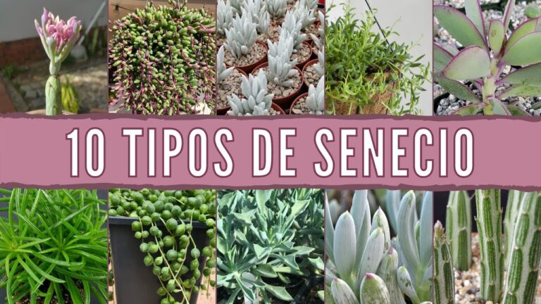 Gu&iacute;a de los Tipos de Senecio: Descubre las Variedades m&aacute;s Populares