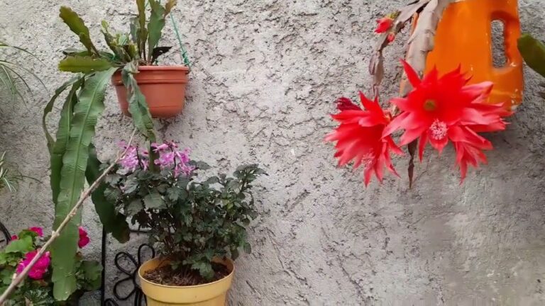 Guía para Comprar Cactus y Orquídeas
