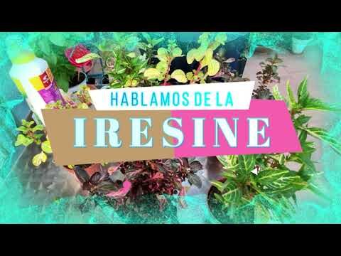 Cuidados Esenciales para la Planta Iresine