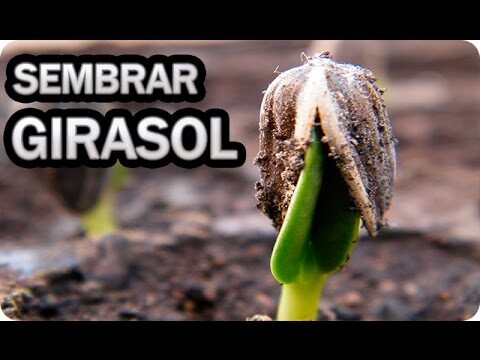 Gu&iacute;a para Sembrar Pipas de Girasol