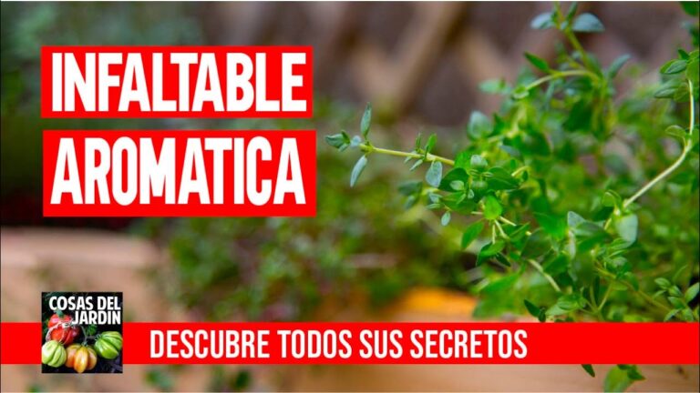 Gu&iacute;a para comprar tomillo rastrero
