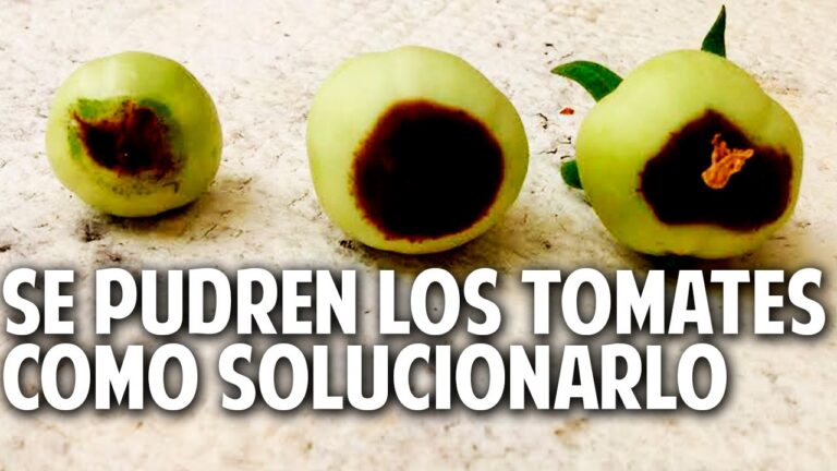 Tomates con manchas marrones: Causas y soluciones