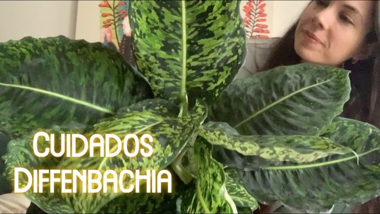 Cómo Cuidar una Dieffenbachia con Hojas Caídas