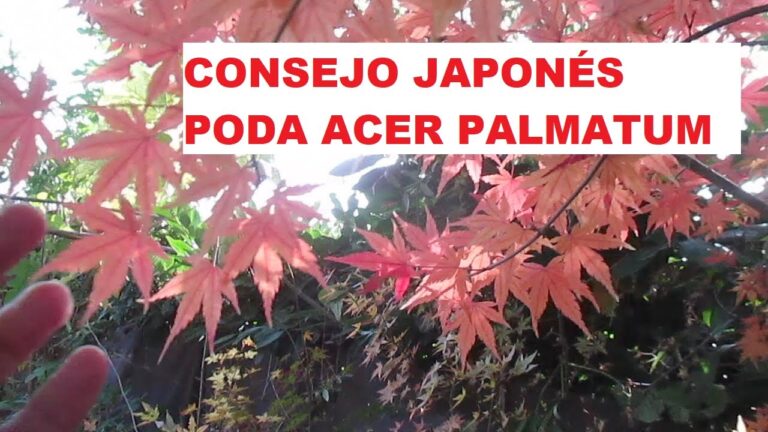 Guía para la Poda del Arce Japonés