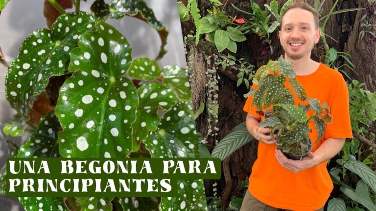 Guía para el cuidado de la begoña maculata