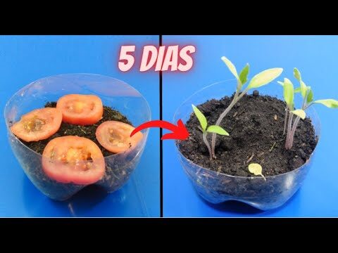 Gu&iacute;a para germinar semillas de tomate en 5 d&iacute;as