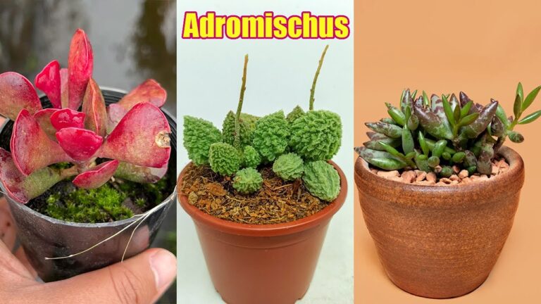 Guía completa de Adromischus: Tipos y cuidados