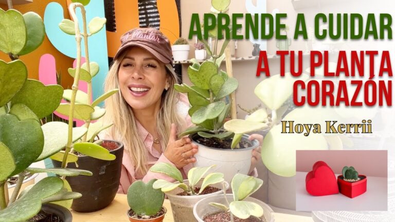 Reproducción de Hoya Kerrii: Guía Completa