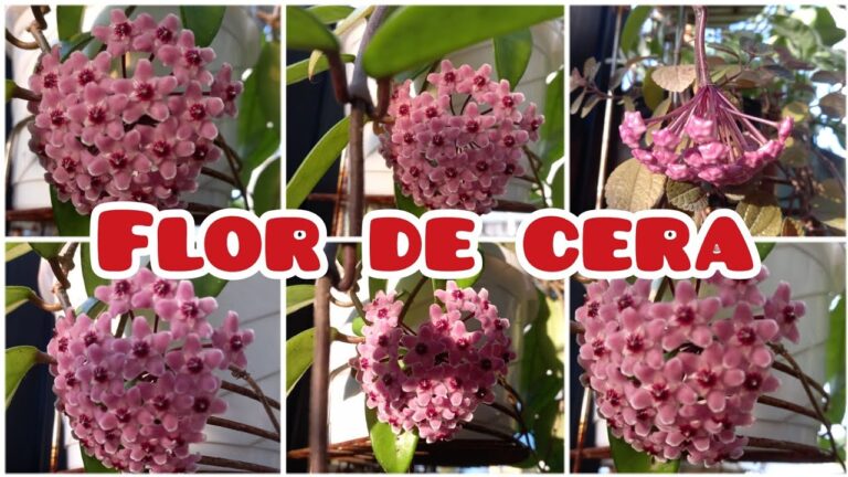 Guía para cuidar tu árbol de flor de cera