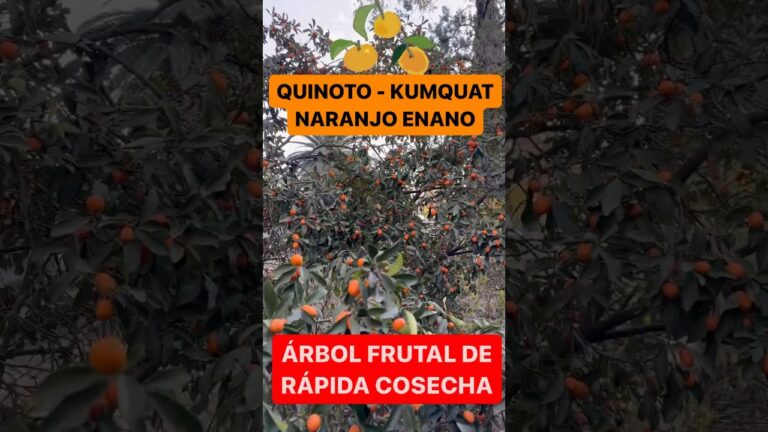 Guía completa para comprar árbol kumquat