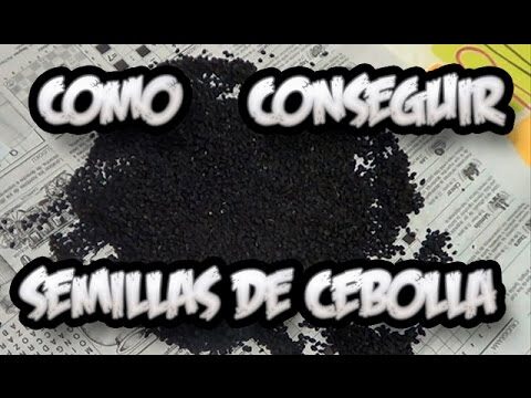 Semilla de cebolla al por kilo: Guía de compra y cultivo