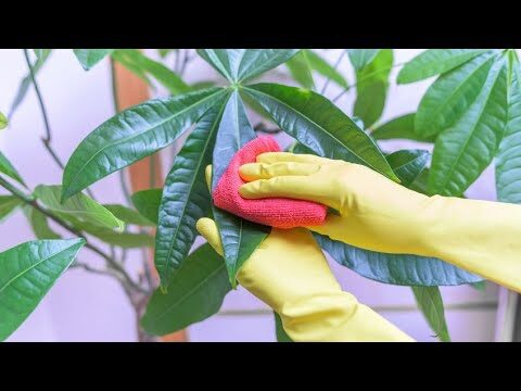 C&oacute;mo Limpiar las Hojas de las Plantas Eficazmente