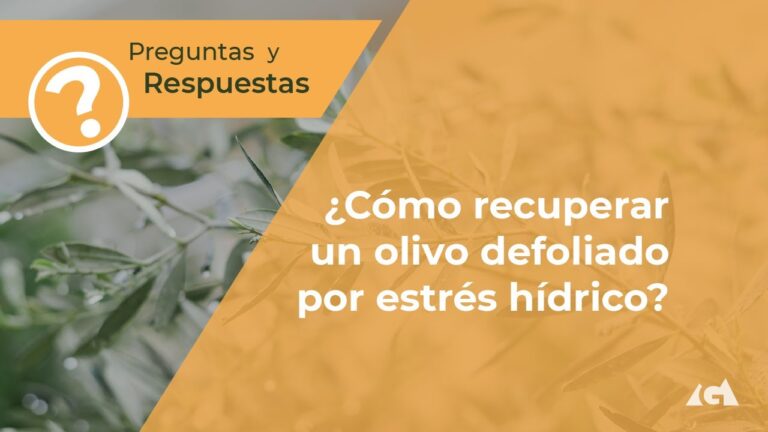 C&oacute;mo Revitalizar un Olivo Enfermo