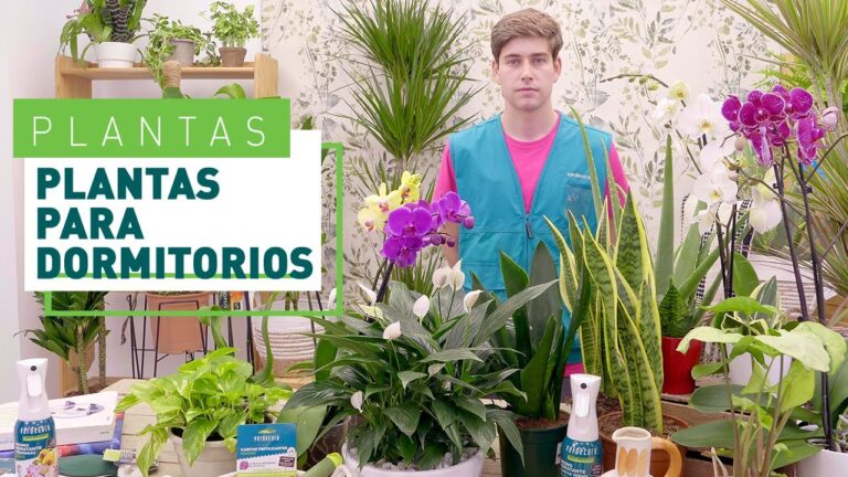 Plantas ideales para el dormitorio: descubre cuál es la mejor opción para ti