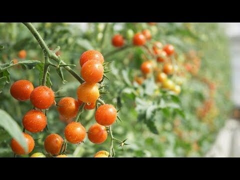 Optimizando la distancia entre tomates cherry para un cultivo exitoso