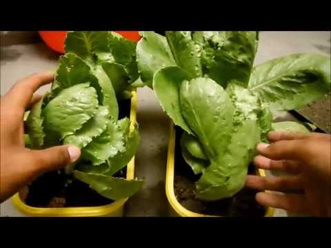Frecuencia ideal para echar guano a las plantas