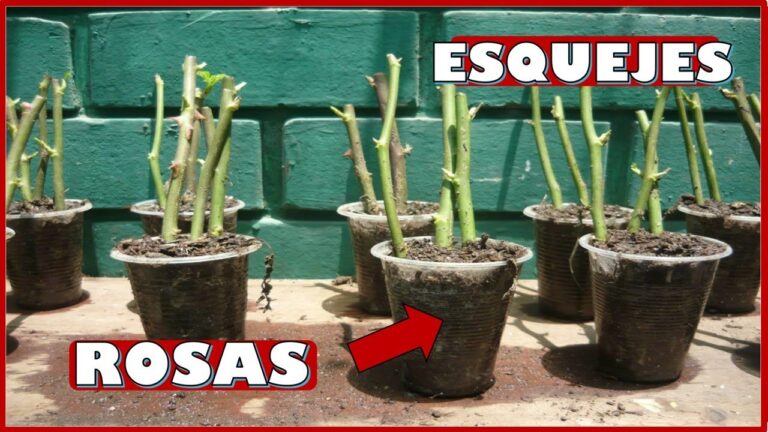 Guía Práctica para Plantar Esquejes de Rosas
