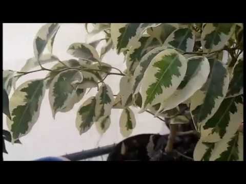 Guía para esquejar ficus: consejos útiles