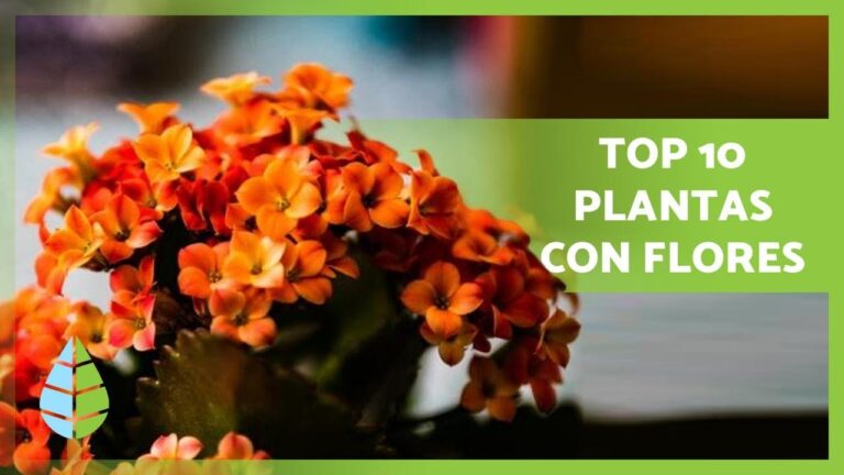Plantas de interior con flor: Nombres populares