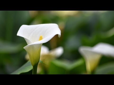 Consejos para el cuidado del lirio blanco