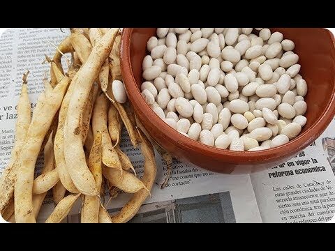 Cómo cultivar semilla judía verde de manera efectiva