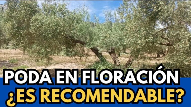 Podar un olivo en floración: ¿Es posible?