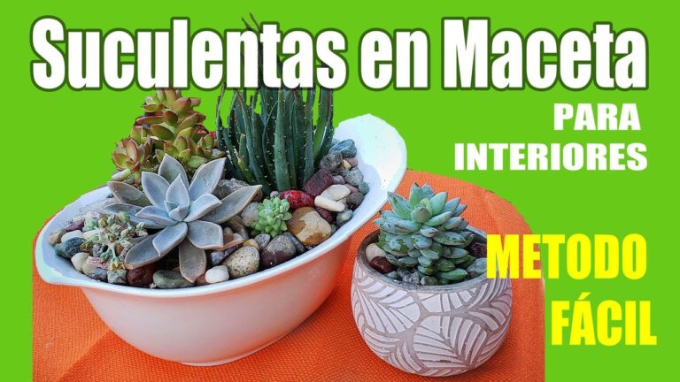 Guía para plantar suculentas en macetas