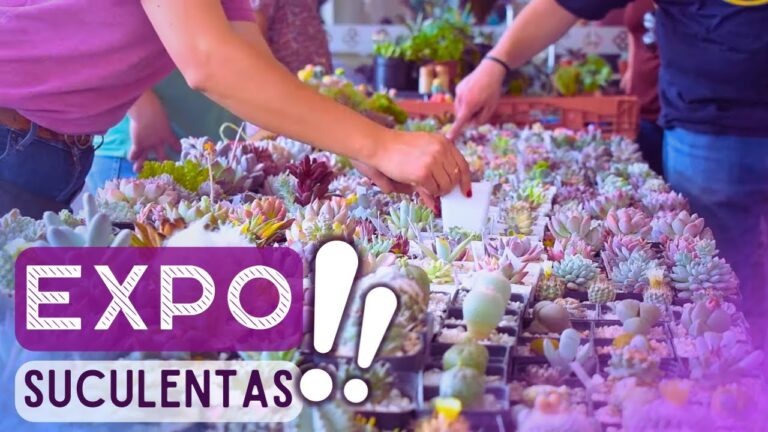 Plantas baratas a domicilio: la mejor manera de decorar tu hogar