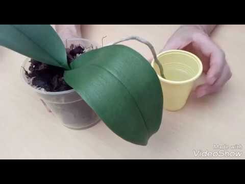 Solución para Orquídeas con Raíces Podridas