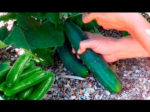 Todo sobre la planta del pepino