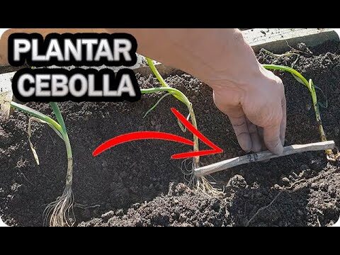 Guía para Comprar Cebollas para Plantar