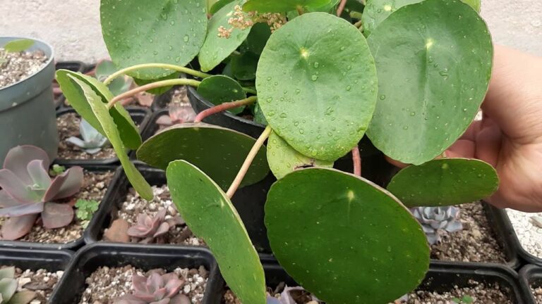 Guía para el Cuidado de la Pilea Peperomioides en Flor