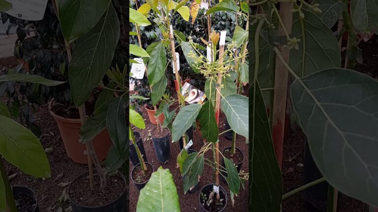 Vivero Castellón: Todo lo que necesitas saber