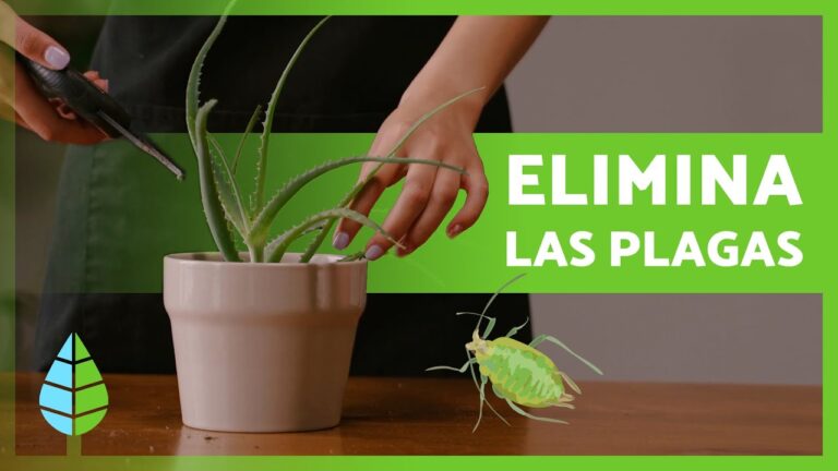 Enfermedades del aloe vera causadas por la cochinilla algodonosa