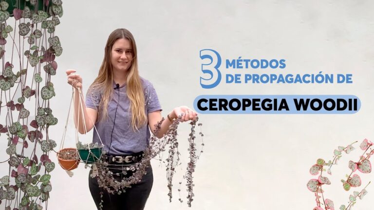 Guía completa de cuidados para la Ceropegia woodii