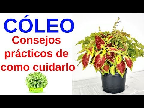 Cómo Cuidar un Coleo: Guía Completa