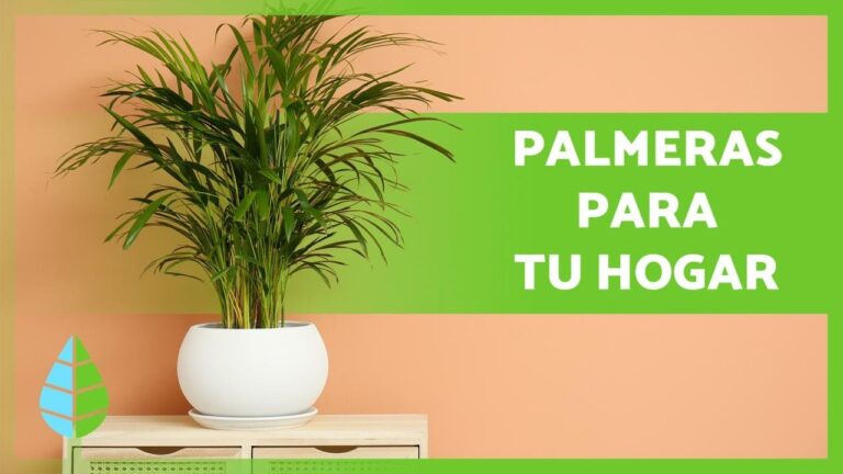 Guía completa de cuidados para tus plantas palmeritas